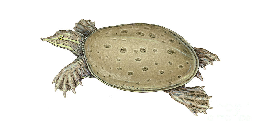 Tortue molle à épines