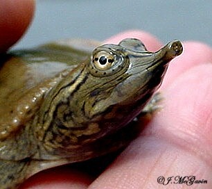 Visage tortue molle à épines